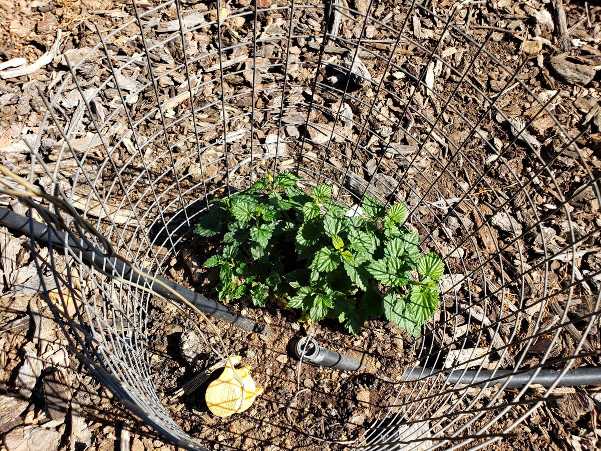Chillindamos's tweet photo. Following the Great Rabbit Rampage of 2018, I was surprised to see my newly planted Golding hops return this season.  Growth this year from them is dismal, not a single bine to train. Keep or ditch them!? #homebrew #igrowhops #quafforg https://t.co/kYlkT7NFoQ