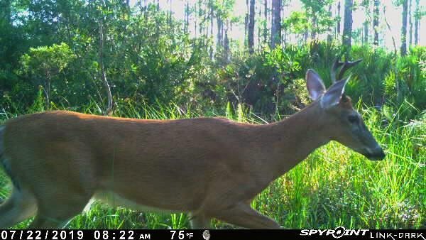 MarshDoodle's tweet photo. Well this was a pleasant surprise this morning.
.
. .
. . .
#youngbuck #trailcam #trailcamera #youngin #floridabuck #floridawhitetail https://t.co/1jCX49sVUK https://t.co/vR4i0IKU0h