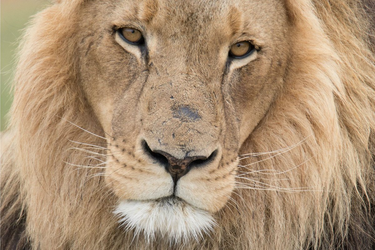 Did you see #TheLionKing this weekend? Now, you can see the big cats in person with this incredible Kenya safari trip from <a href="/basecampexplore/">Basecamp Explorer</a>: bit.ly/32TbfQC