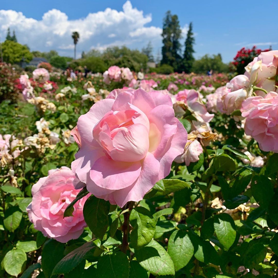 yccabsj's tweet photo. Good morning and Happy Monday! 🙌☀️
In need of some #MondayMotivation? Visit the Municipal Rose Gardens! 😍🌹
[📸 IG: htxfan]
#sanjose #california #siliconvalley #yellowcheckercab https://t.co/9Ky0PjzXXI