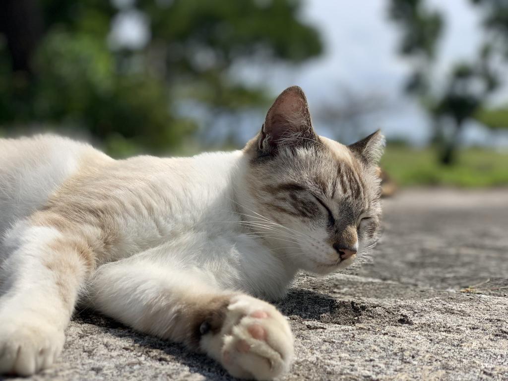 ট ইট র みんなで作る癒し猫bot 写真募集中 近所の公園のにゃんこたちです Hytrock さんより T Co I12xotuxer ট ইট র みんなで作る癒し猫bot 写真募集中 近所の公園のにゃんこたちです Hytrock さんより T Co I12xotuxer
