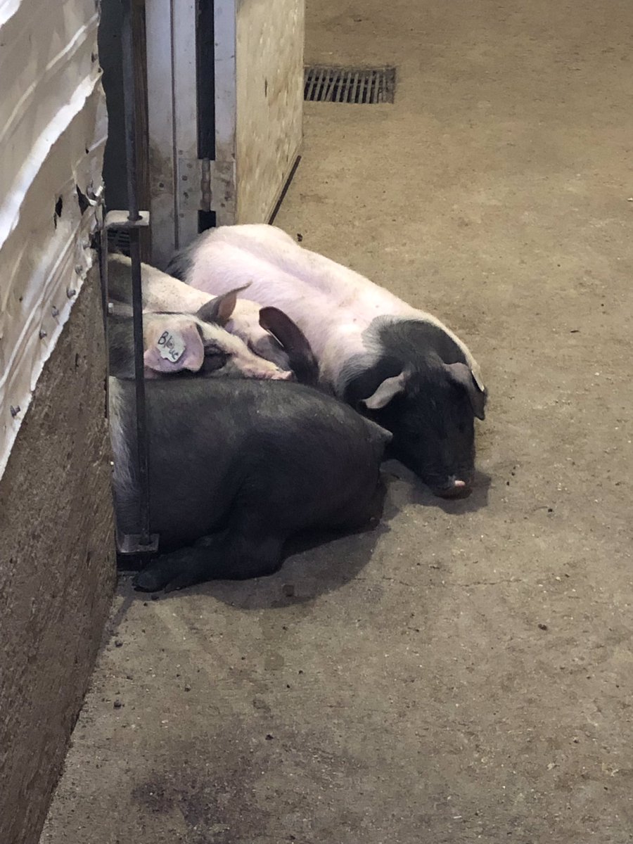 MarissaGladding's tweet photo. They are warn out from running around all morning 😊 they are Boots, Blue, Blizzard, and Brownie 😊 #realpigfarming #farmlife #Farmlove https://t.co/UE7BLGmVYh