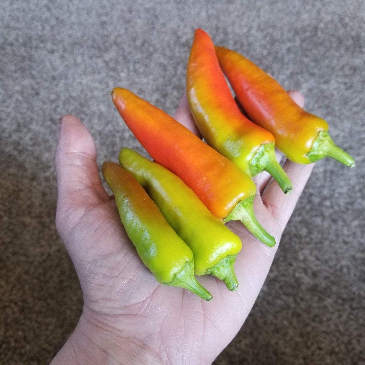 First round of 🔥Hot Hungarian Wax Peppers🔥.

Now to figure out what to do with them!

Stuff them with cheese and grill them? Hmm not sure if that would be too spicy to munch on... 🤔🤔
