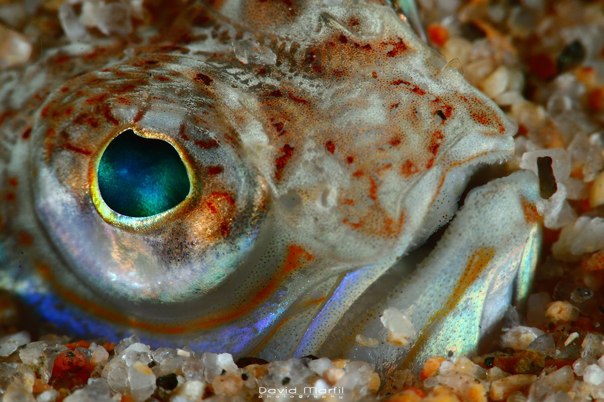 tiny.cc/0jo29y Èxit de participació del III Open Fotosub i I Open Videosub organitzats pel @NauticVilanova conjuntament amb la @FECDAStwit 
@portsgencat  @PortsCatalunya @esportcat @EsportsVNG