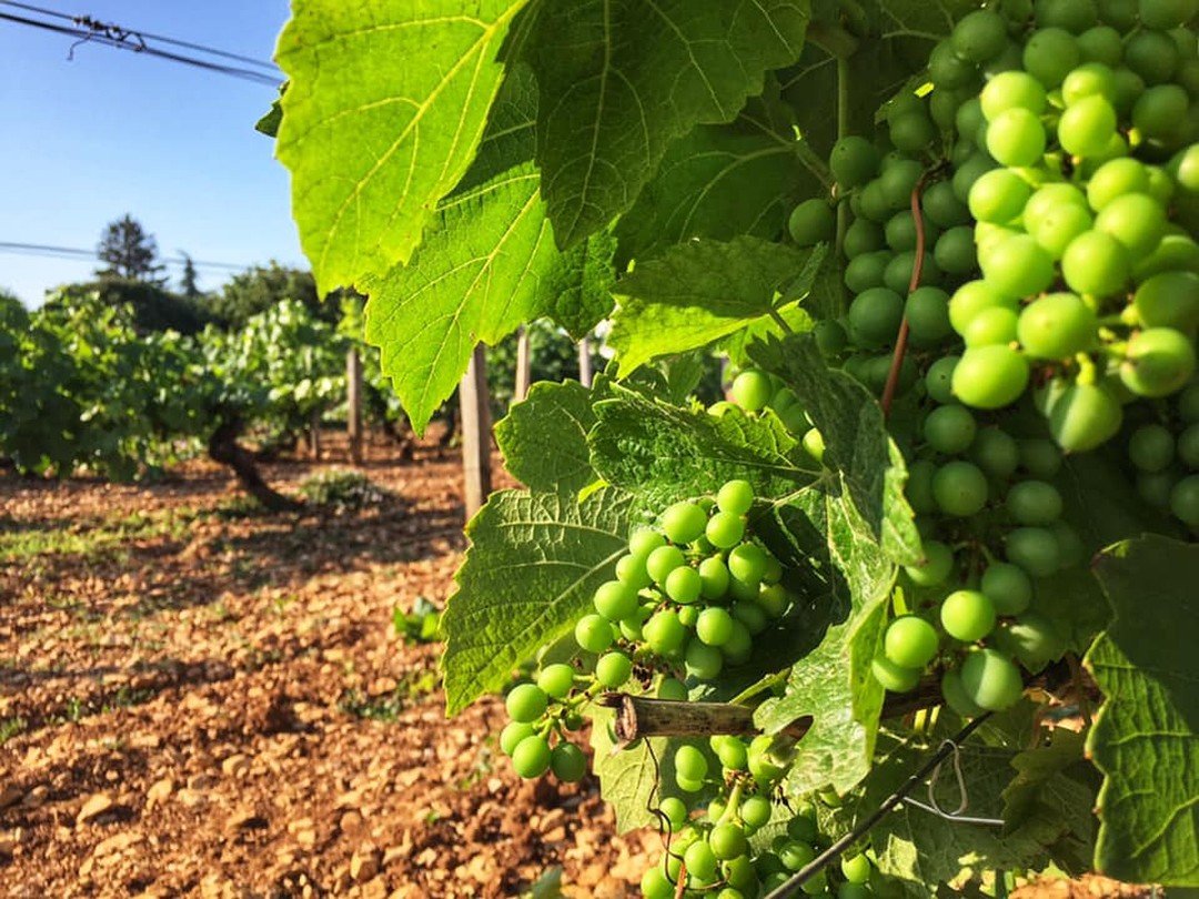Live from the heart of the Cote d'Or, #Burgundy.⁠ 
—⁠
Do you see what I see? 👀 The fruit clusters are growing beautifully at Domaine #OlivierGuyot! The veraison will be the next step for those young #PinotNoir grapes!⁠ ⁠
—⁠
#winegrapes #familywinery #inthevineyard