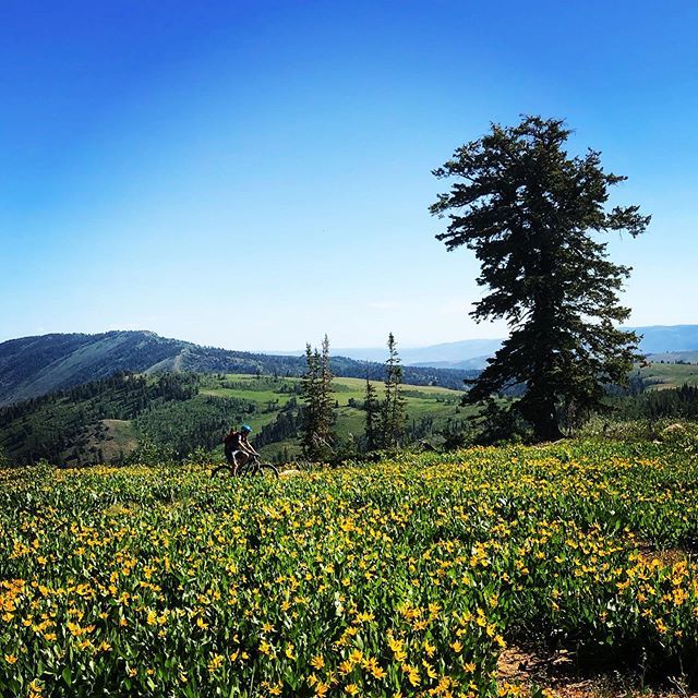 masonkmeyer's tweet photo. We explored the trails around Powder Mountain yesterday. This is on Sunrise. https://t.co/Ck9ja28pvQ https://t.co/IoHyklmkoU