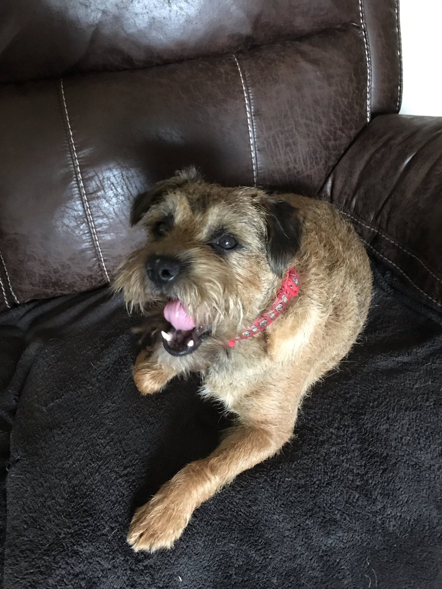 PoppytheBT2's tweet photo. We’ve been helping hoomum move some books and boxes this morning. Now feeling a bit tired 😴😴 https://t.co/AvZ4mJ5IDH