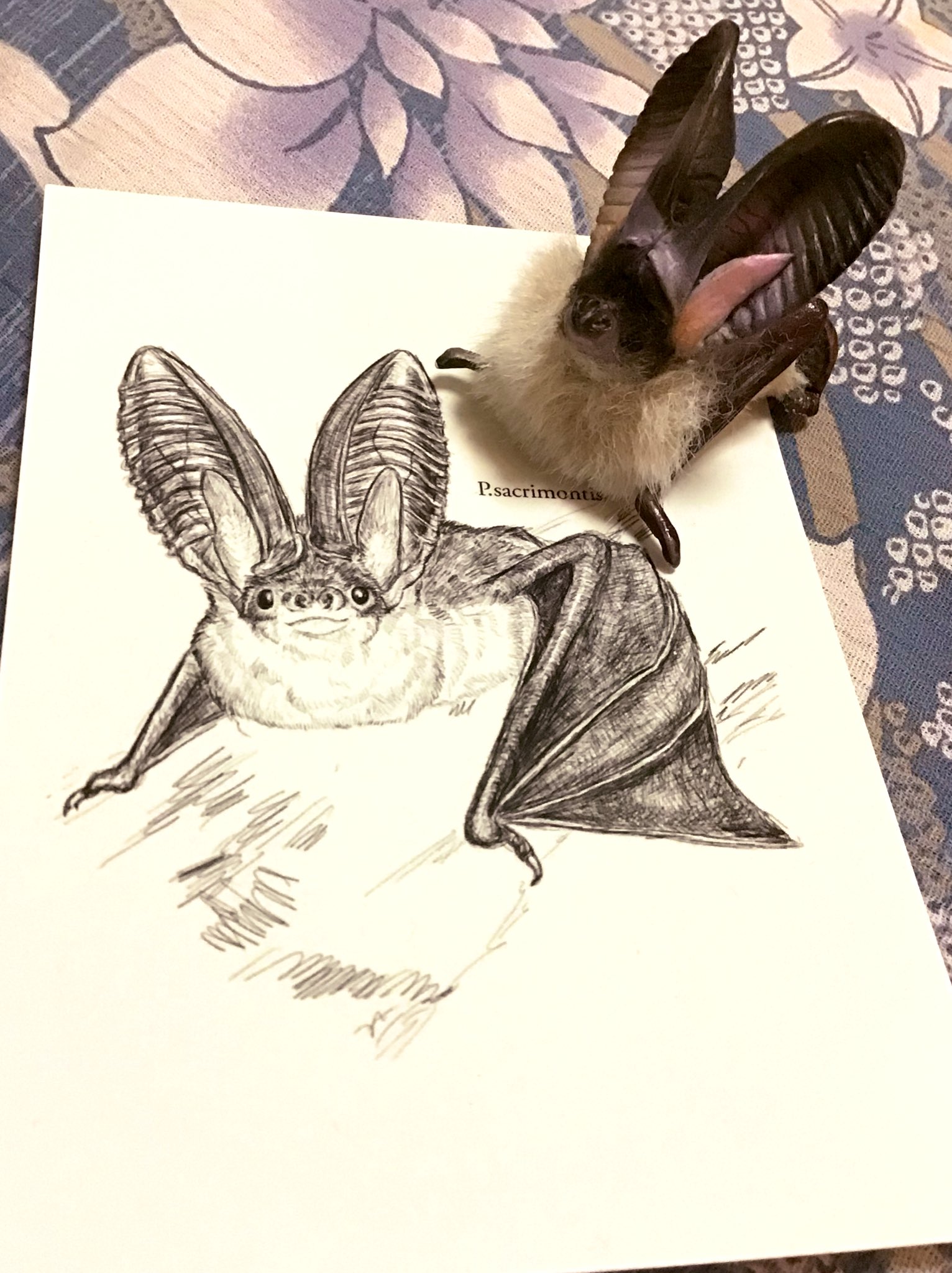 まる 博物フェス こうもり屋 Oichi6711 さんとおばけ ねこ Wao Neko さんの蝙蝠ちゃん ズ ウサギ コウモリ2匹とコキクガシラコウモリ 素敵なイラストと立体 W 生きてる コウモリ可愛い 博物ふぇす 博物ふぇす収穫祭 博物ふ まる 博物フェス こうもり屋 Oichi6711 さんとおばけ ねこ Wao Neko さんの蝙蝠ちゃん ズ ウサギ コウモリ2匹とコキクガシラコウモリ 素敵なイラストと立体 W 生きてる コウモリ可愛い 博物ふぇす 博物ふぇす収穫祭 博物ふ