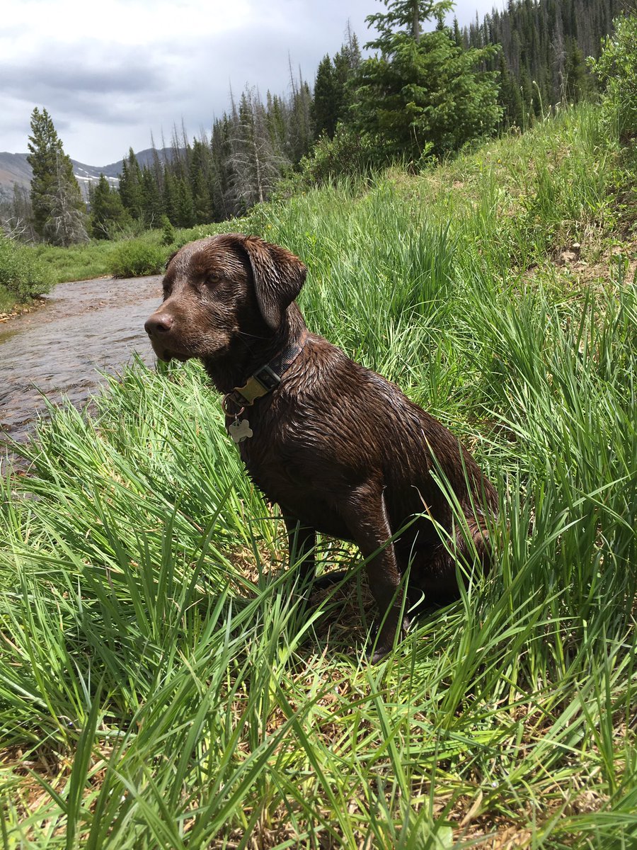Got2Hunt2's tweet image. Misty had a fun weekend in the mountains, playing in the water and riding on the 4wheeler