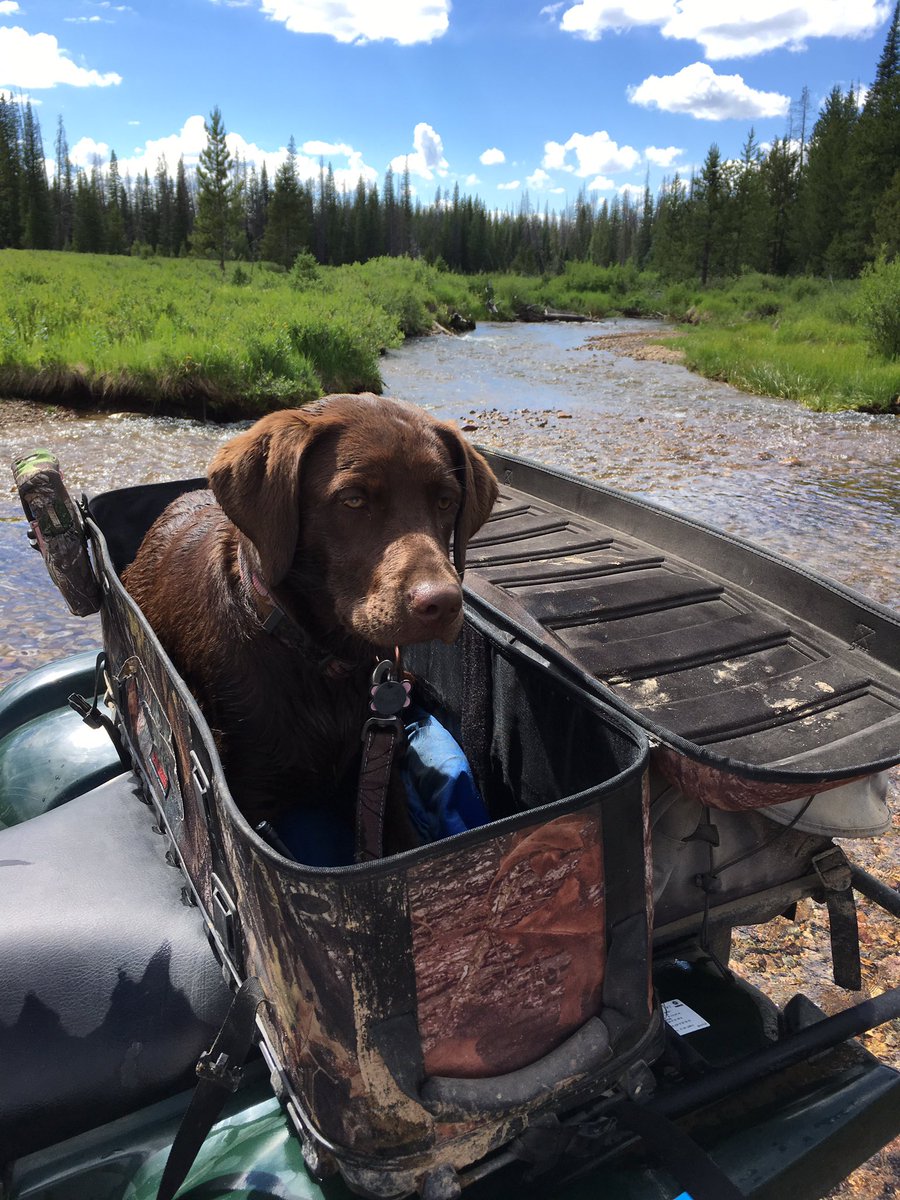 Got2Hunt2's tweet image. Misty had a fun weekend in the mountains, playing in the water and riding on the 4wheeler