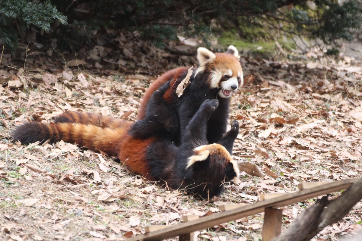 サトー みつよ レッサーパンダの兄弟のマジ喧嘩に遭遇 兄が逃げても弟が追いかけてまた喧嘩が始まる 争いは弟が飽きて笹の葉を食べだすまで続いた サトーと動物 サトー みつよ レッサーパンダの兄弟のマジ喧嘩に遭遇 兄が逃げても弟が追いかけてまた喧嘩が始まる 争いは弟が飽きて笹の葉を食べだすまで続いた サトーと動物