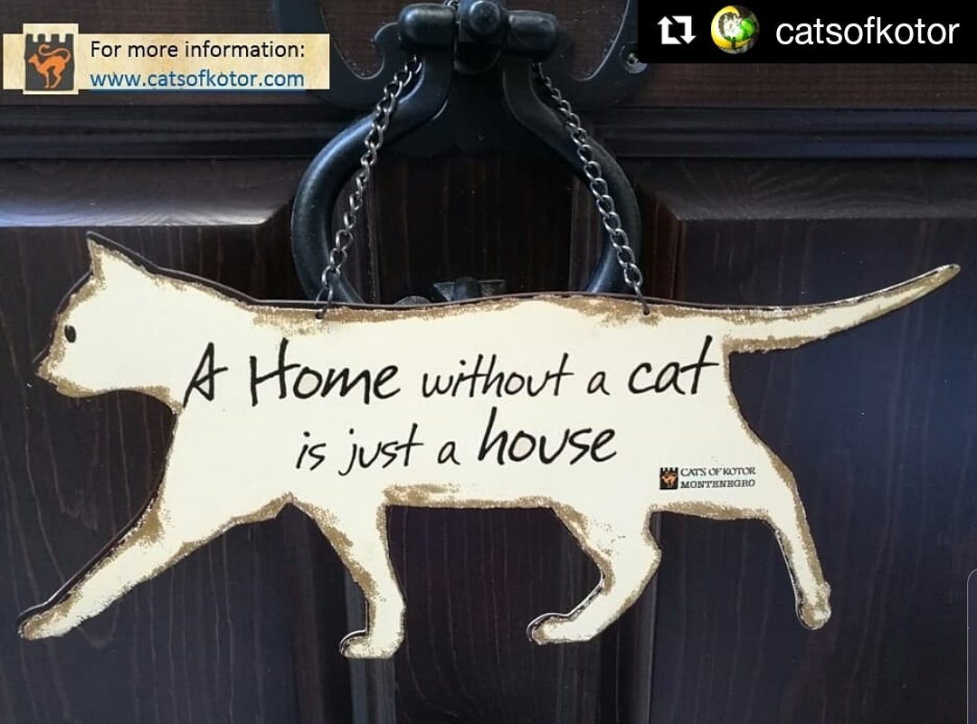 PetsitterTurkey's tweet photo. Canlarla evlerimiz başka bir güzel değil mi 🐾🥰 Sırf #pazartesisendromu na değil, her tür sendroma iyi gelir #patiaşkı 🙇‍♀️ #patiaşkına #kedisahiplen #satınalmasahiplen #sokaktansahiplen #evcilhayvanbakıcısı ile sen de #patilehayatı #catlovers 
#catsofkotor #pazartesi https://t.co/5YDyu7OwZn