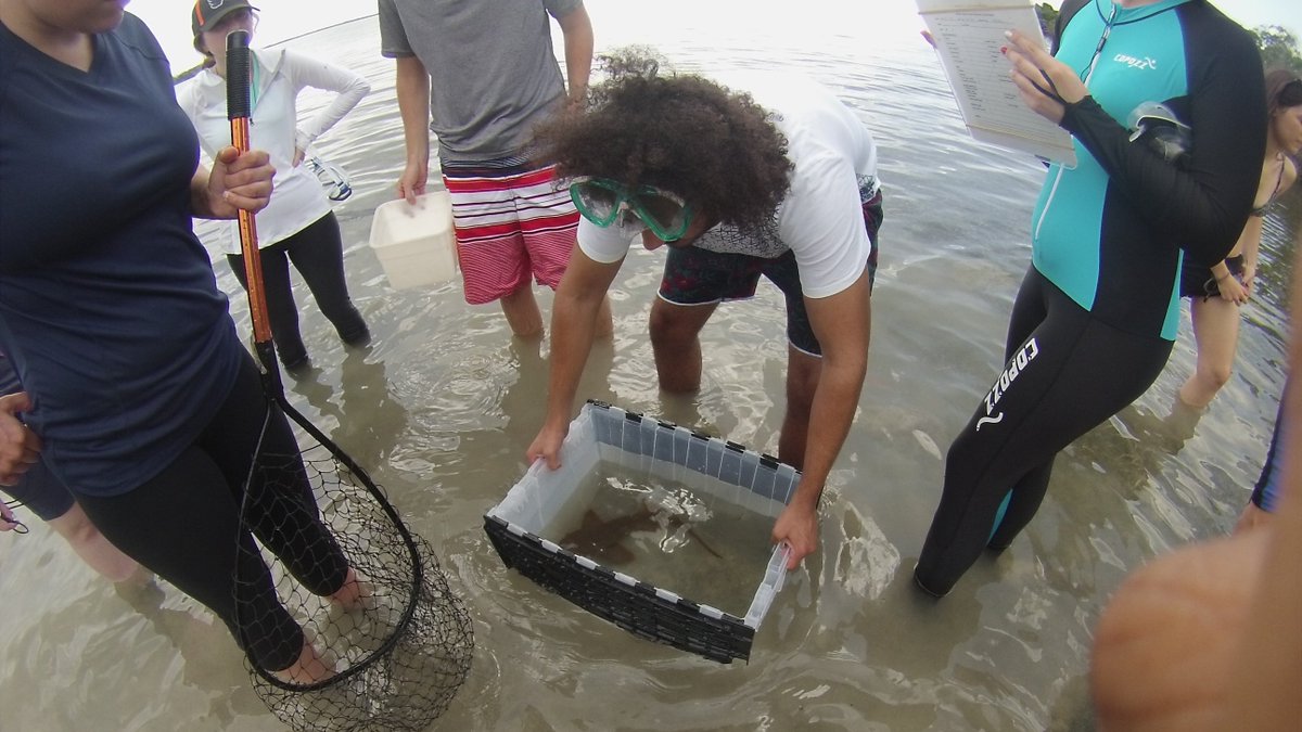 MarineScienceRU's tweet photo. On the first day of class, one of our students found a small juvenile nurse shark as soon as they got in the water! Our students collected a blood sample, checked the sex, took measurements, tagged, and then released this beauty! #nursesharks #vagelli #marinefieldecology #rutgers https://t.co/Uqwir1wTOs