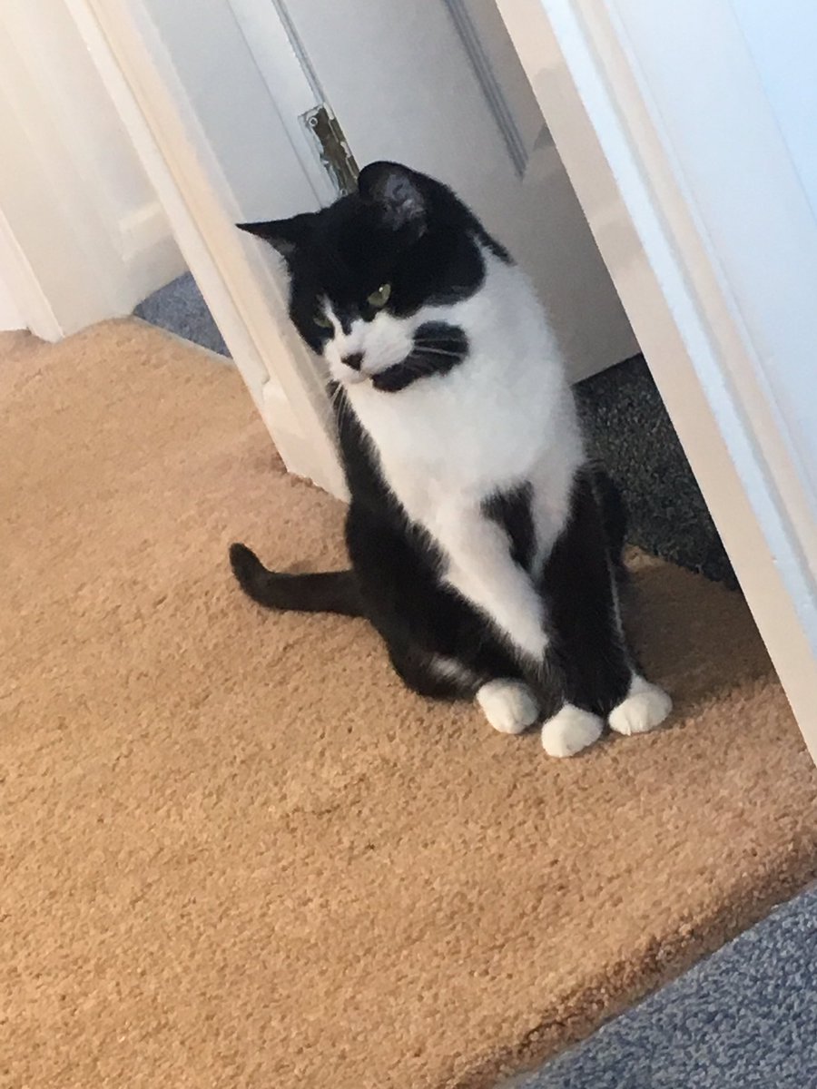 SgtPearson's tweet photo. The exact moment I was meowed at, telling me off because I was too engrossed in revising PACE clocks and relevant times and dared to miss tea time by 4 minutes! #BadCatDad #JoeyCat https://t.co/jGEV9c0gMQ