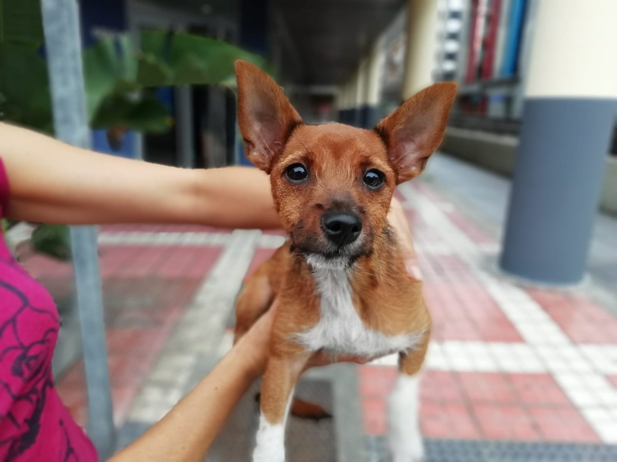 Este pequeñín 🐶 se encuentra con nosotros en las dependencias 🚔 del Parque de Santa Catalina. Se encuentra en buen estado, limpio y carece de microchip. Ayúdanos con tu retuit a localizar a su dueño.
#Gracias
