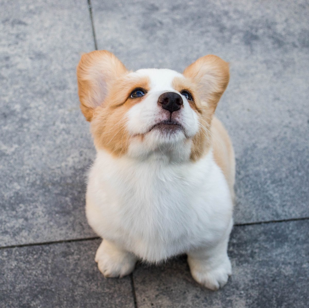 Makethemroar's tweet photo. Watch out for the #HeatwaveUK this week! If you're taking your pooch for a walk it's worth checking the temperature of the pavement with the back of your hand. If it's uncomfortable for you it's probably going to be too much for your dog's paws, so stick to grass &amp; shaded areas. https://t.co/ArXbNacJzT