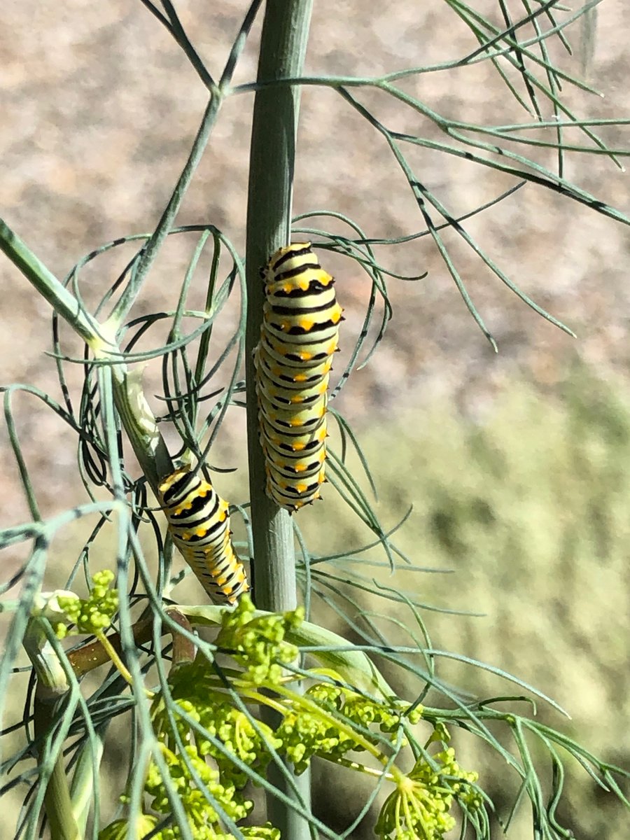 KathleenGalarza's tweet photo. #swallowtail #butterflies' #caterpillars munch on the #dill in my #backyard #garden.  #mothernature #TheyGrowFast #science https://t.co/KMQhCMJ0Rw