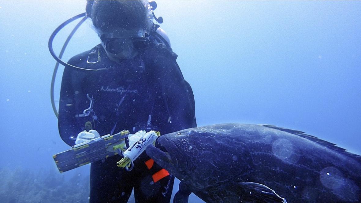 WHOI's tweet photo. Do you love the ocean? How about marine biology? Geography? Chemistry? Physics? Then our joint PhD program might be for you! The #MIT_WHOI Joint Program application is officially open. The deadline for is Dec 15th. Best of luck! @MIT
https://t.co/uhQGBlfzhD https://t.co/sPtqy9B7p8