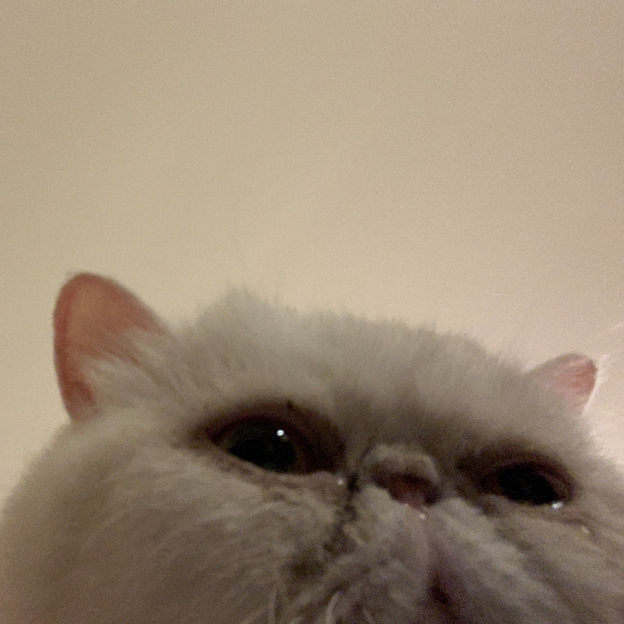 Кот плачет