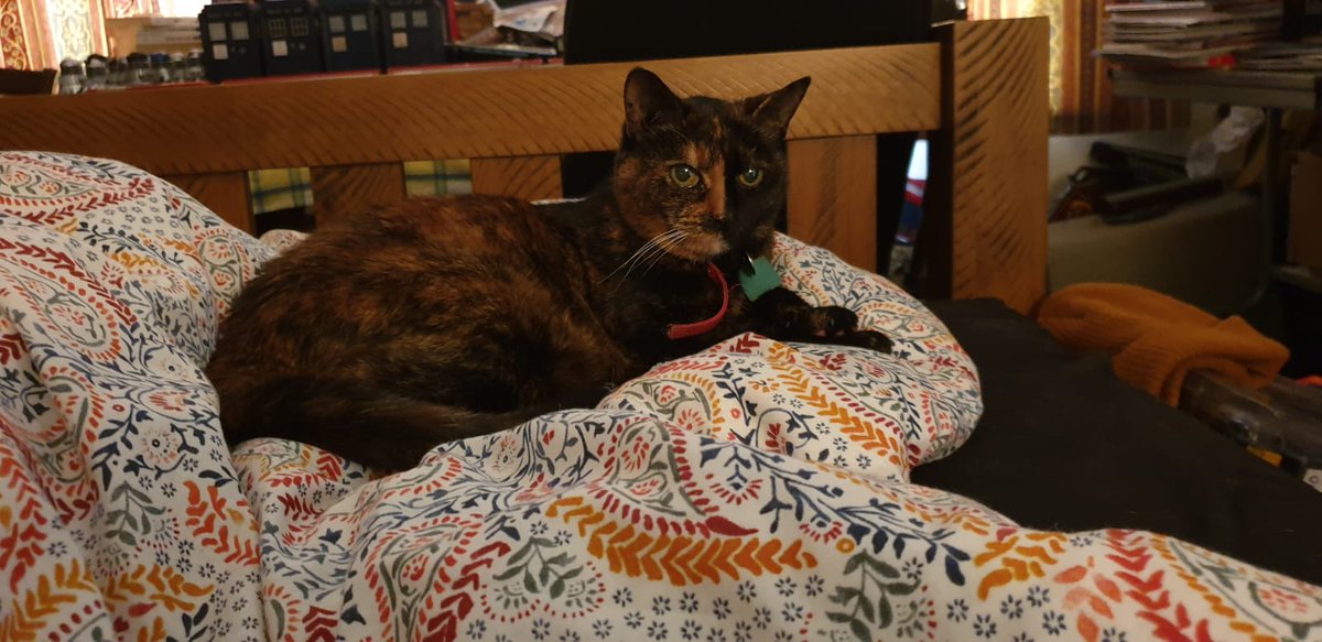 sandyjay9800's tweet photo. #mymoggy @PhilipArdagh This is my very precious Teddy - he isn't a moggie he is a British Shorthair colourpoint tabby. The black and white one is my moggie Oreo - he came with that name and the Tortie is my 18yr old Lady Penelope, named by my son as he was a big Thunderbirds fan. https://t.co/4cW7fNcbTG