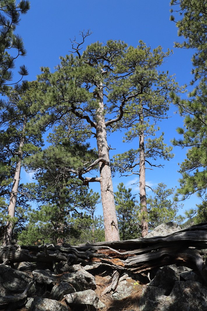 foresters's tweet photo. Meet Rosa the Ponderosa Pine - winner of the 2019 Great American Tree competition. Rosa lives in the Black Hills of SD &amp; is 738 yrs old. Nominated by Rachel Ormseth &amp; Frank Carroll, the grand prize was donated to Dakotas SAF. #forestproud #witnesstrees https://t.co/x7tjbyRh7g https://t.co/zTbh9H21jk