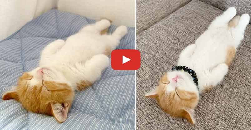catsnkittys's tweet photo. Click to meet a kitty that has gone viral on the internet because of the way that he sleeps!
A kitten on Instagram has been catching the attention of “netizens” all over the world just by the way he sleeps...
CLICK to watch > https://t.co/7KWoLLBpTJ https://t.co/FgmTo6Kz8R