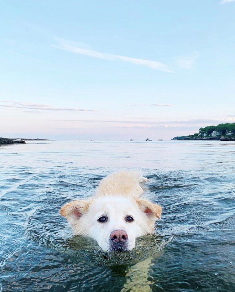 Stayin’ cool, because that’s what summer fun is all about. 💦🐶 #MaineThing 📸 via Instagram: mainejal 📍: Chamberlain