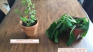 SusanBrunstrum's tweet photo. Three Signs You Are Overwatering Your Plants https://t.co/7gtHZMLXVU https://t.co/uV77YWOzkl