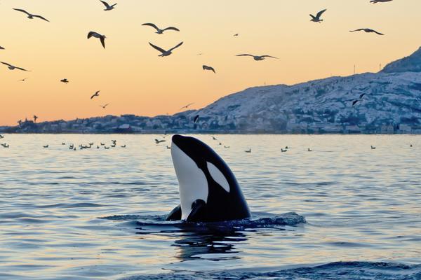 julialilly's tweet photo. Virgin Holidays Ends Captive Whale and Dolphin Attractions  https://t.co/AjyreCafjj  #animalwelfare #virginrocks #gulliverstravel #fortworth #sustainable #eco https://t.co/QJkktSIZHu