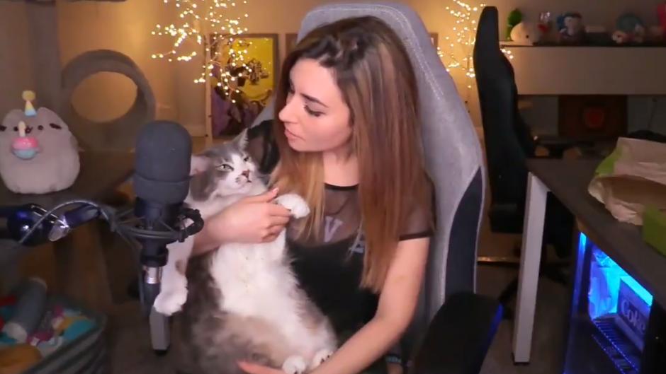 WagglyPets's tweet photo. Streamer Apologizes For Throwing Her Cat https://t.co/WZ8K0qkOl7 via @kotaku #cat #pets #Twitch #AlinityDivine #streaming https://t.co/gMd9BKPaV4