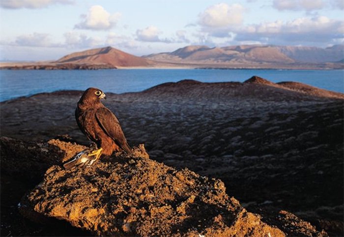 Hey y'all. In a few days I'm off to Canary Islands for the 2019 Eleonora's Falcon  #fieldwork!Internet comes and goes on the remote Isla de  #Alegranza, but I'll try to share experiences in this thread over nxt 2.5 months. ¡Vamos! #EF2019  #ornithology  #movementecology [1/n]