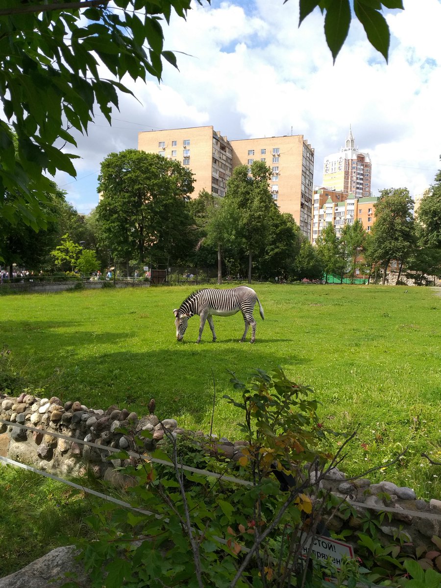 Daria2011dasha's tweet photo. В этот раз Марти остался в зоопарке. Один.🦓 https://t.co/1affRb3WJQ