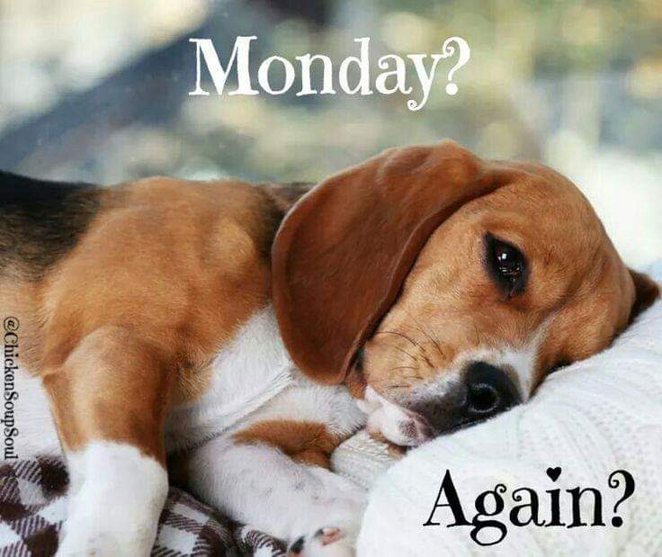MyPetPail's tweet photo. Yup. 😭😭😭
#MondayMotivation #MondayMood #mondaythoughts #dogs #Dog #mypetpail https://t.co/mfKe6157bH