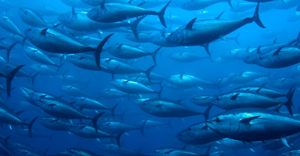 CoralCharters's tweet photo. Offshore, deep in the sea, let #CoralCharters take you where all the fish will be.
#MarathonFL #Fishing #BoatLife https://t.co/mWJtv0dKPo