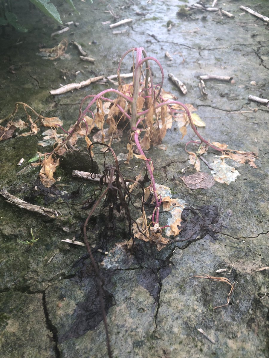E3 Dyna-Gro soybeans, Enlist One 10 DAT, beans look great, giant ragweed and lambsquarter smoked!!
<a href="/NutrienAgRetail/">Nutrien Ag Solutions</a> <a href="/mckayla_binkley/">McKayla Binkley</a> <a href="/GretaGrayHacker/">Greta Gray</a> <a href="/Dyna_Gro_Seed/">Dyna-Gro Seed</a> <a href="/CortevaUS/">Corteva U.S.</a> <a href="/Jason_ntheville/">Jason Hargreaves</a>