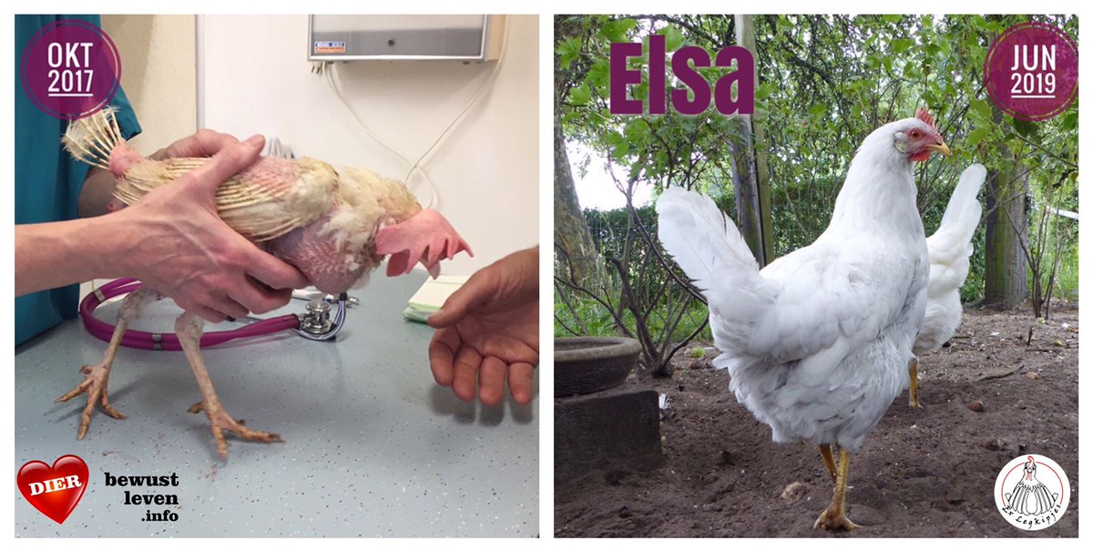Dierbewustleven's tweet photo. Elsa werd gered van de slacht. De opvang @ExLegkipjes zou énorm geholpen zijn met een donatie voor haar medicatie die ze blijvend nodig heeft. Help je mee? 🙏  https://t.co/6ZyrTqvkux RT is ook lief. ♥️#animalrescue #animalrights https://t.co/4e4ODCuBsn