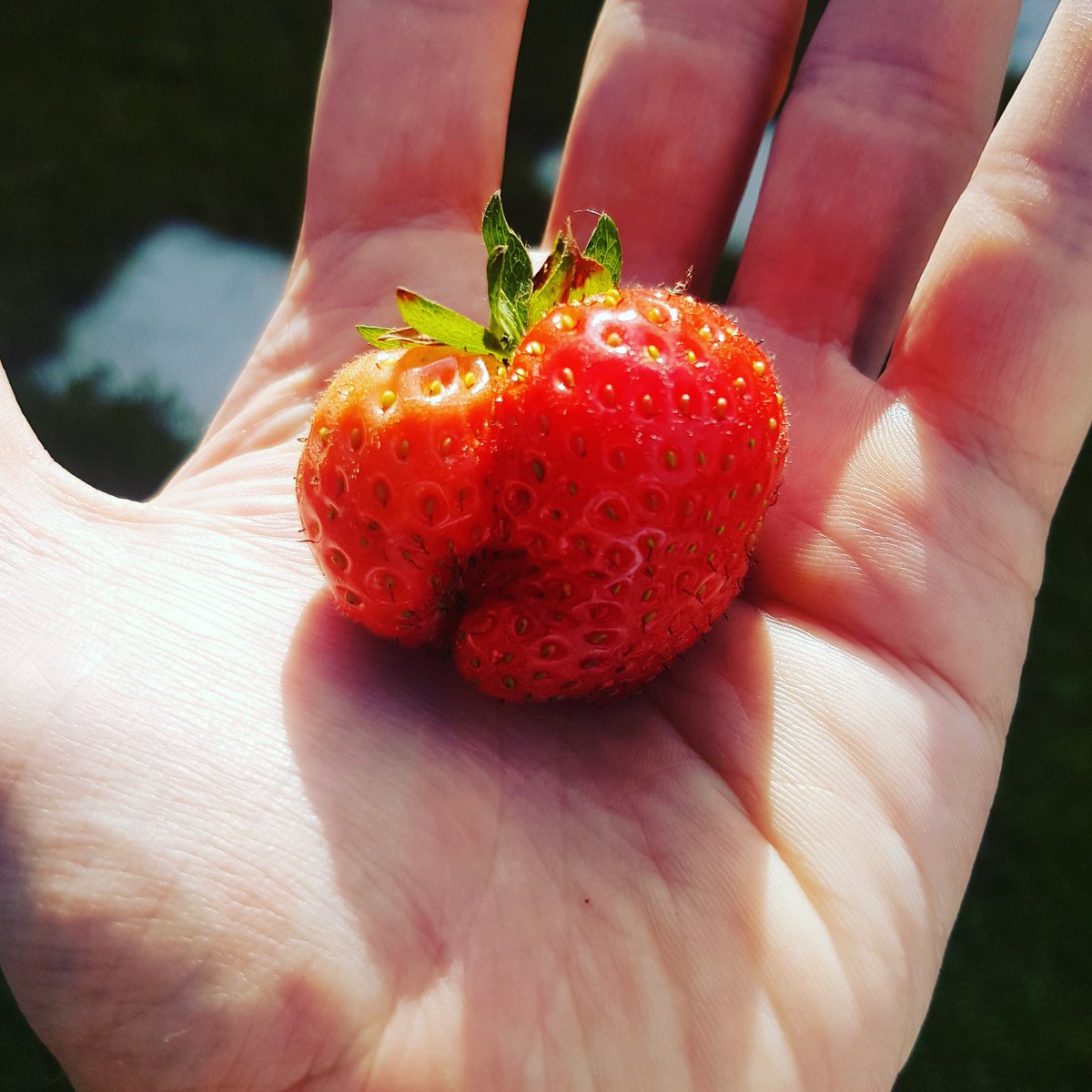 First strawberry of the season and yes it was as tastt as it looks 🍓 Hopefully the rest will follow shortly #strawberry #organicstrawberry #organicallotment #organicfood