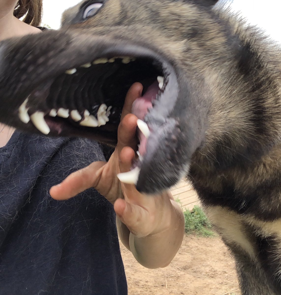 Forrest is an absolute pleasure who sits patiently and loves being brushed and is friends with every other dog and then gets excited and starts trying to eat my hands.