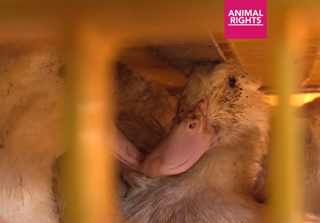 Following #UNDERCOVER images released by AR showing the beatings of #ducks , the NL Food and Consumer Product Safety Authority has issued a fine and warnings to the #Operations involved. This sets an important precedent: undercover images alone can be used to enforce the law.