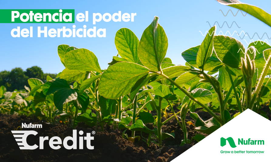 sumitomochem_ar's tweet photo. #CreditFull con tecnología #DualSalt, es la innovación más poderosa para tu barbecho. Aplicá la mejor eficiencia y la mejor volatilidad del mercado 🌿🍂 https://t.co/4s1jRMajao