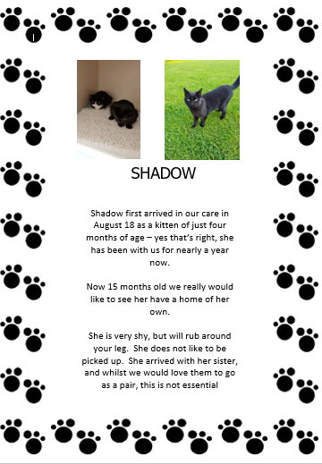 HolliesAnimals's tweet photo. @HolliesAnimals animals in search of a forever home. https://t.co/dfhbQs82TD