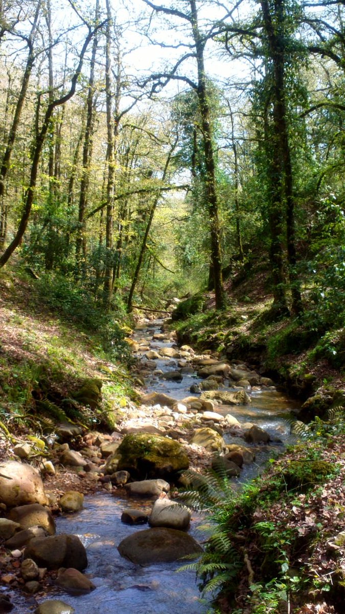 olfa_mannai's tweet photo. Ain Draham, Tunisia !
عين دراهم، تونس.
#Tunisia #Tunisie #photographylovers #Ain_Draham #VisitTunisia #forest
#تونس #عين_دراهم #تونس_المزيانة #صور https://t.co/1UlUiWAurO