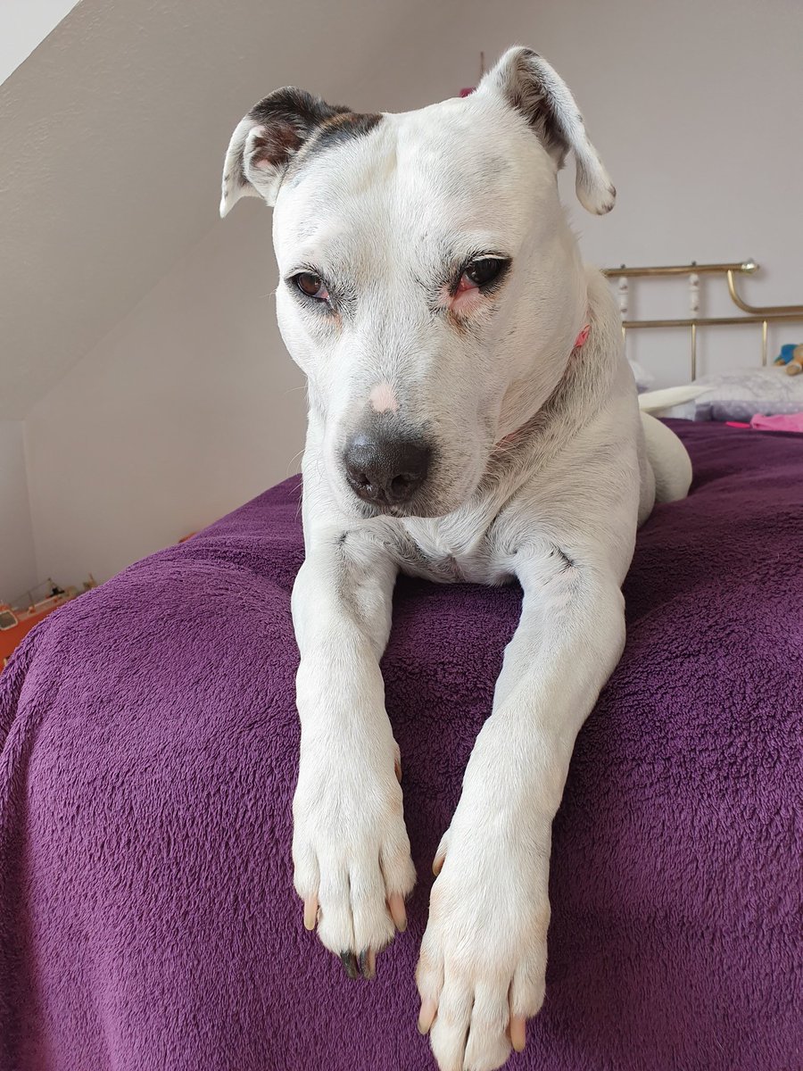 Penny_theDog1's tweet photo. It's tea time and I'm still in bed, considering whether it's worth engaging with this whole "Monday" thing #mondaymood #mondayblues #NotUpForThat #nothanks #unimpressed #thinking @DogsTrust #dogsoftwitter #cuteanimals #dogs #dogslife #LazyDay #HolidayNeeded #TheStruggleIsReal https://t.co/L3LddxUKwr
