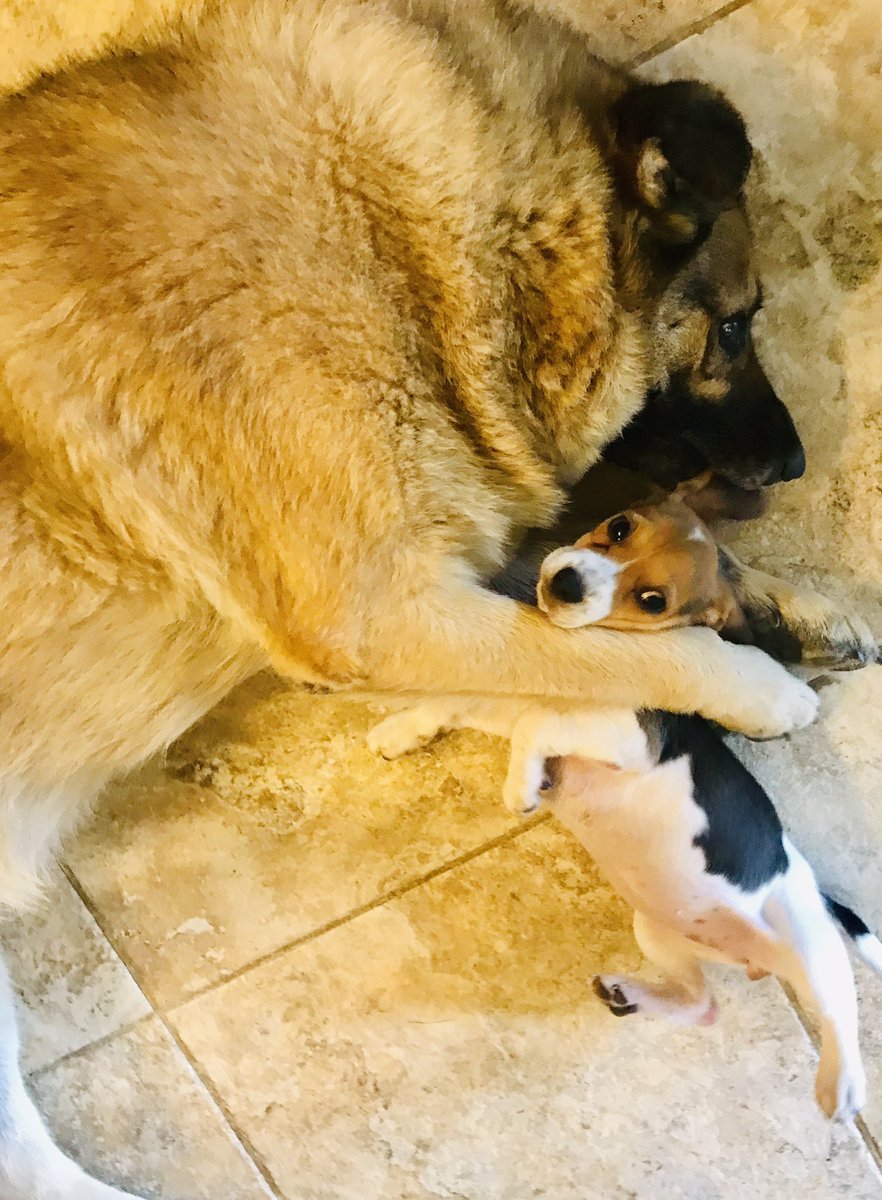 ShellBMac's tweet photo. When your sister is a beast! #puppylife https://t.co/3M7QRxvF2t