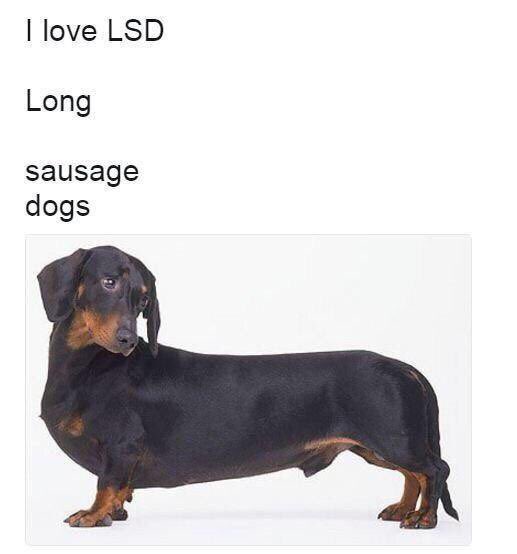 Ronda s dog is not long перевод. Long такса meme. Long Dog - Мем. Sausage Dog. I Love LSD long sausage Dog.