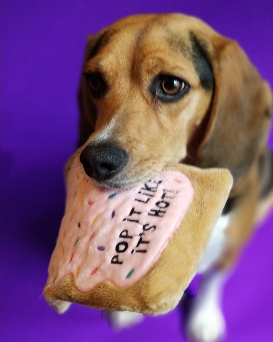 Play with me?😁🐾
#poptart #popitlikeitshot #thatpupzoey #beagle