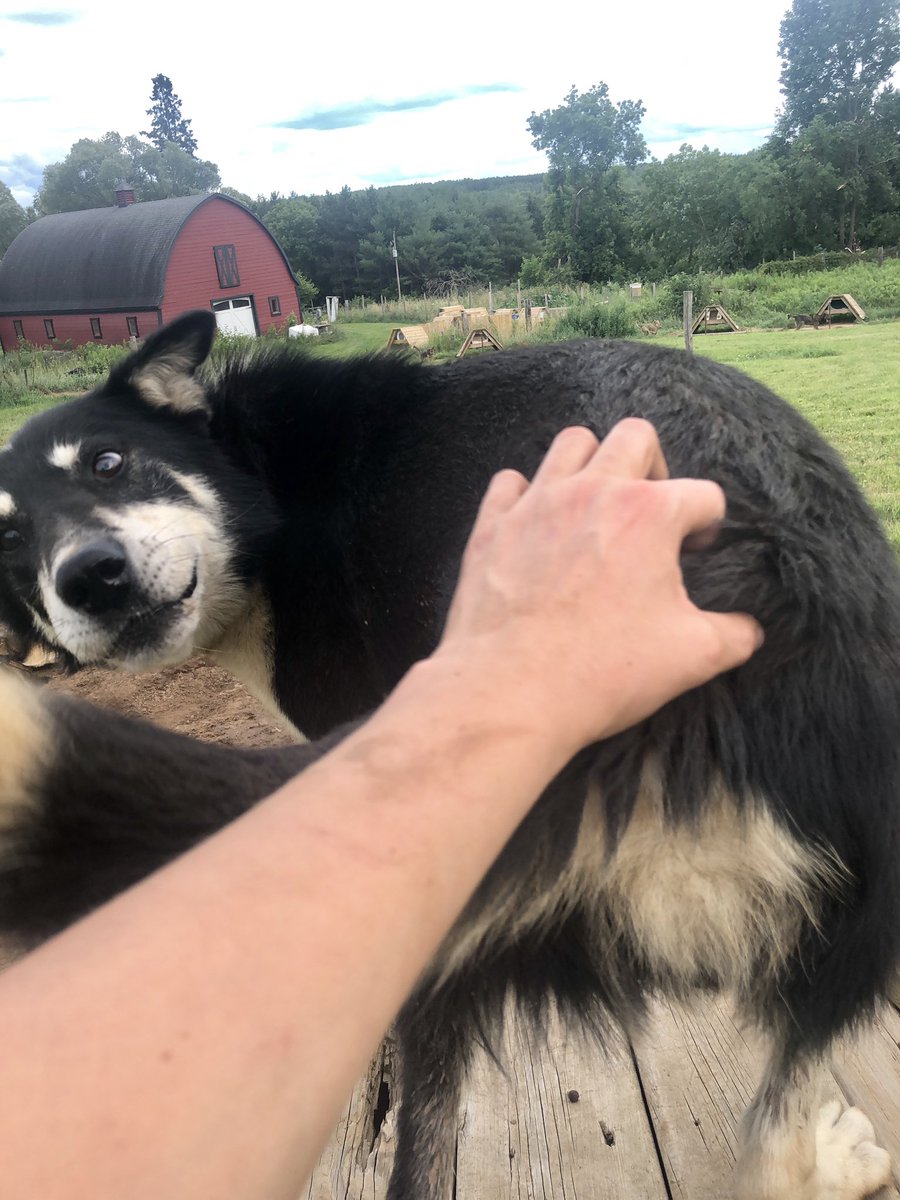 I pet him and scritched him and told him how brave he was and I think he was happy and proud that I noticed.