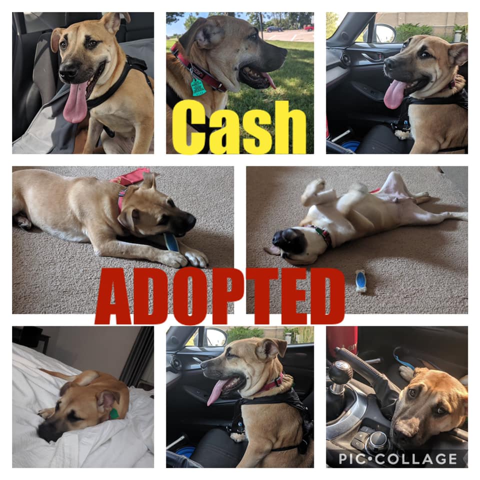 #Cordele #GA #FreedomRide A fairytale ending for CASH! His adopter flew to GA to get him &amp; drove back to their Forever home! These are pics from their "road trip." CASH'S adopter spotted him on Twitter &amp; fell in love! We wish them many years of love, health &amp; happiness! #Believe