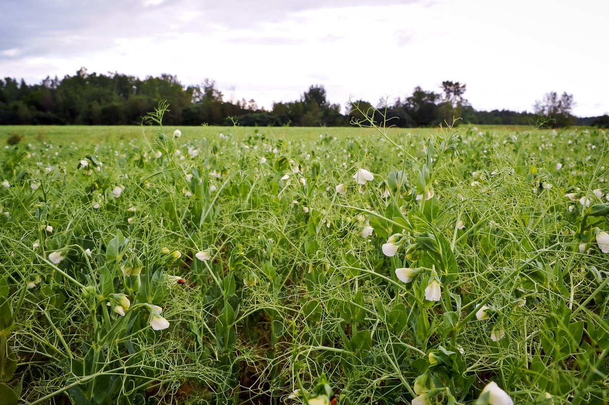 [Portrait d'#agriculteur👨‍🌾] #Agriculteurs d’expérience, les Champagne nous partagent leur histoire et leur impressionnante évolution menant à de multiples #cultures, toutes certifiées #biologiques! Découvrez ces passionnés 👉 bit.ly/2OcGgvB
