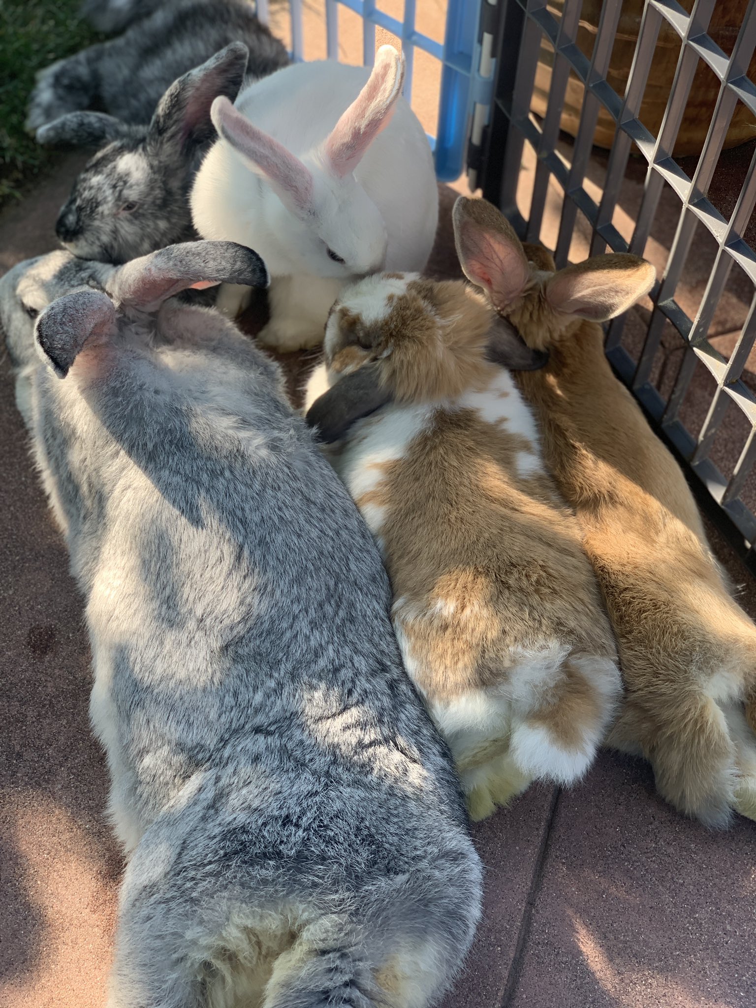 What Is A Group Of Rabbits Called Fluffle Drawvip